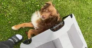 avatar petsitter