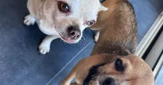 avatar petsitter