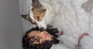avatar petsitter