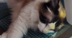 avatar petsitter