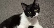 avatar petsitter