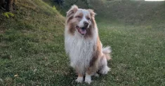 avatar petsitter