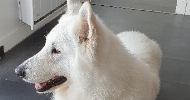 Cindy pet sitter à Juvigny les Vallées 50520