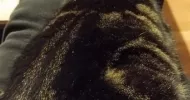 avatar petsitter