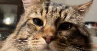avatar petsitter