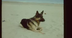 avatar petsitter