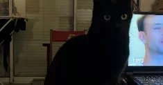 avatar petsitter