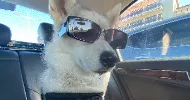avatar petsitter