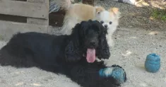 avatar petsitter