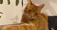 avatar petsitter