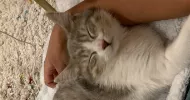 avatar petsitter