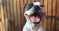 avatar petsitter