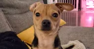 avatar petsitter
