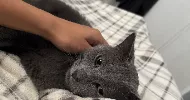 avatar petsitter