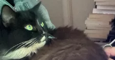 avatar petsitter