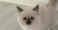 avatar petsitter