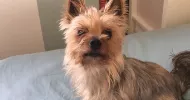avatar petsitter