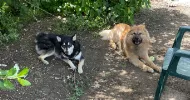 avatar petsitter
