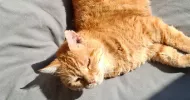 avatar petsitter