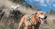 avatar petsitter