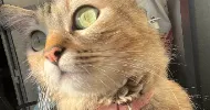 avatar petsitter