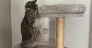 avatar petsitter