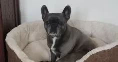 avatar petsitter