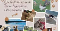 avatar petsitter