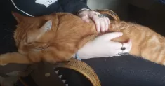 avatar petsitter