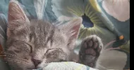 avatar petsitter