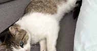 avatar petsitter