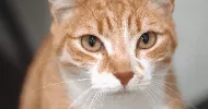 avatar petsitter