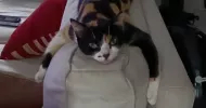 avatar petsitter