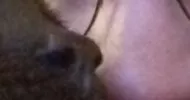 avatar petsitter
