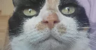 avatar petsitter