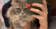 avatar petsitter
