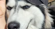 avatar petsitter
