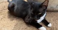 avatar petsitter