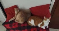 avatar petsitter
