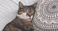 avatar petsitter