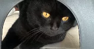 avatar petsitter