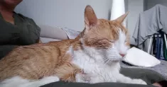 avatar petsitter