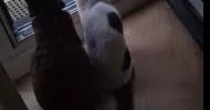 avatar petsitter