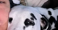 avatar petsitter