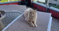 avatar petsitter