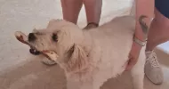 avatar petsitter