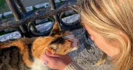avatar petsitter