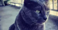 avatar petsitter