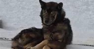 avatar petsitter