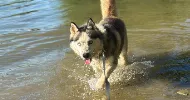 avatar petsitter